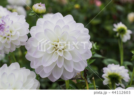 Ball Dahlias white flower in raindrops Ball Dahlias white flower in raindrops 44112603