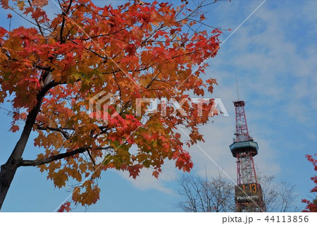 札幌テレビ塔の紅葉 札幌テレビ塔の紅葉 44113856