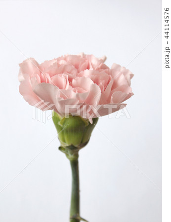 カーネーション ピンク 花 44114576