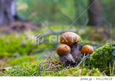 three leccinum mushrooms grows 44114619