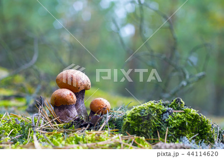 three leccinum grows three leccinum grows 44114620