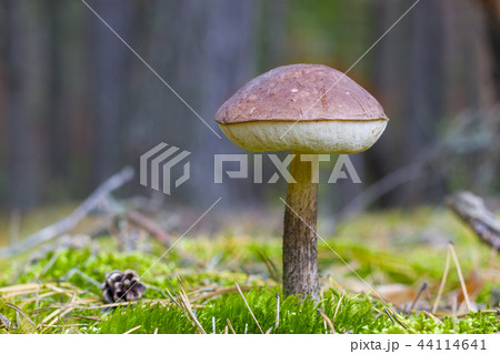 brown cap boletus grow in moss brown cap boletus grow in moss 44114641
