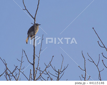ヒヨドリが枝に 44115146