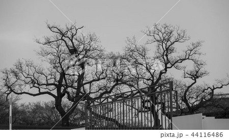 twotree twotree 44116486