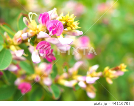 萩の花 萩の花 44116702