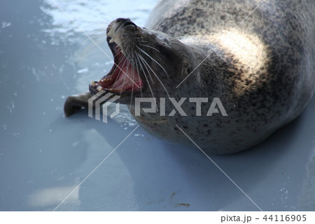 とっかり_紋別 とっかり_紋別 44116905