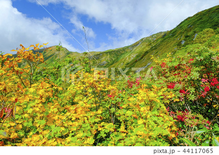 谷川岳登山道の紅葉 谷川岳登山道の紅葉 44117065