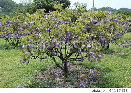 藤ツル 紫藤 ヤマフジ 44117438