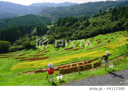 9月　鴨川97大山千枚田の稲刈り・天日干し 44117560