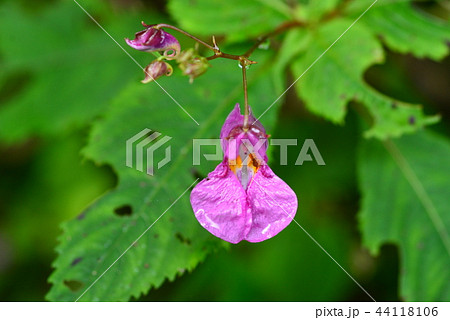 滴のついたツリフネソウ 44118106