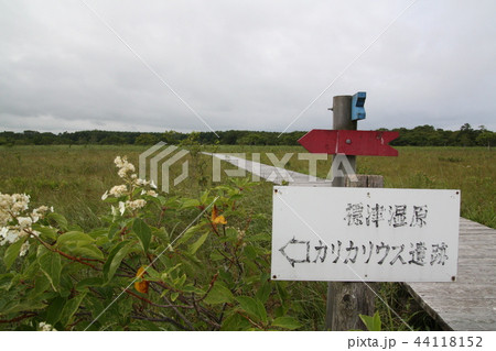 標津湿原 44118152