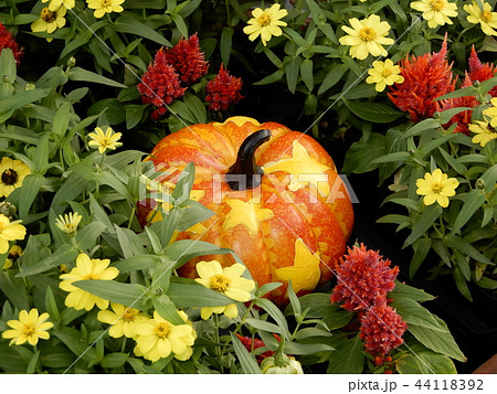 ハロウィン 花畑の中のおめかししたかぼちゃ ハロウィン 花畑の中のおめかししたかぼちゃ 44118392