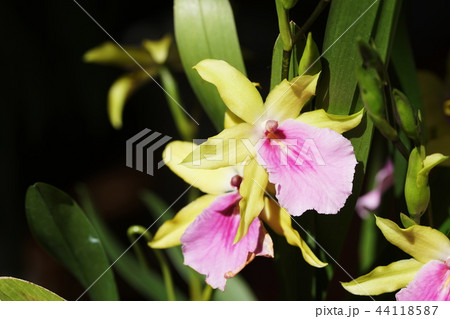 ミルトニア Miltonia ミルトニア Miltonia 44118587