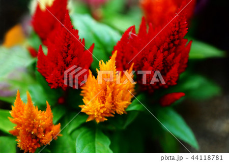 羽毛ケイトウ　橙と赤色の花 44118781