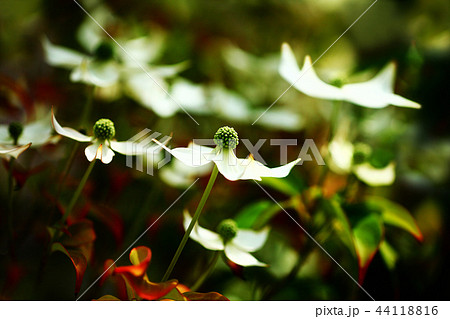 常緑ヤマボウシの花 常緑ヤマボウシの花 44118816