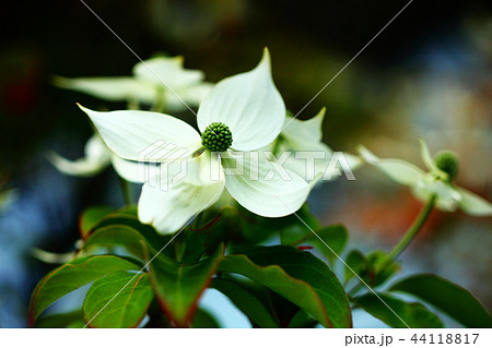 常緑ヤマボウシの花 常緑ヤマボウシの花 44118817