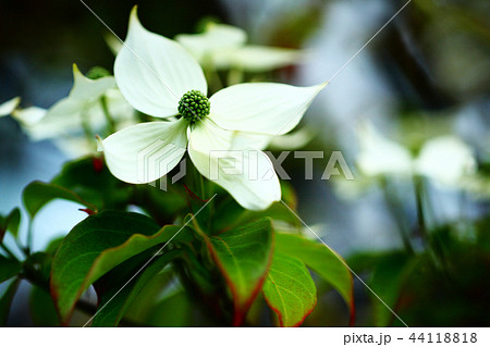 常緑ヤマボウシの花 常緑ヤマボウシの花 44118818