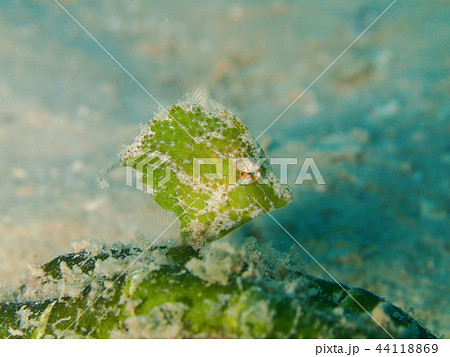 セダカカワハギ クローズアップ 接写 水中写真 海中写真 セダカカワハギ クローズアップ 接写 水中写真 海中写真 44118869