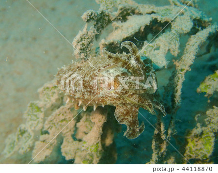 コブシメの子供　クローズアップ　接写　水中写真　海中写真 44118870