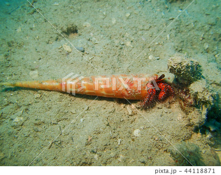 綺麗で長い貝殻にはいるコモンヤドカリ　水中写真　海中写真 44118871