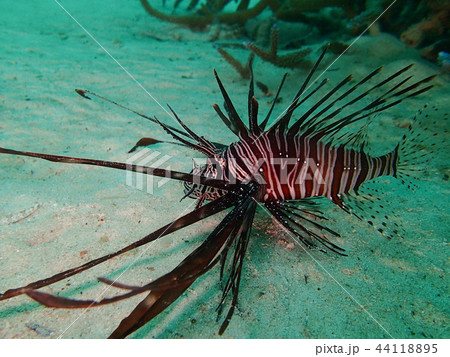 ハナミノカサゴの幼魚　水中写真　海中写真 44118895
