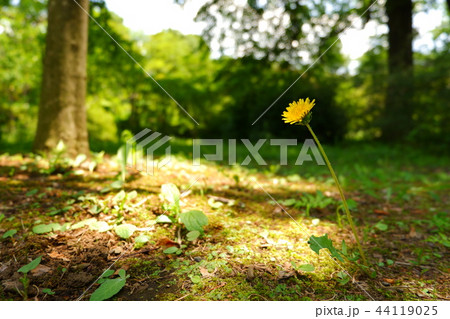 たんぽぽ 44119025