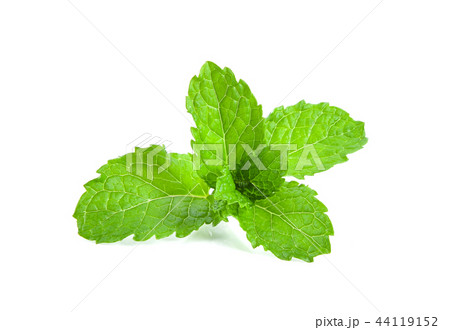 mint leafs herb. isolated on white background mint leafs herb. isolated on white background 44119152