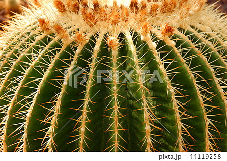 さぼてん 44119258