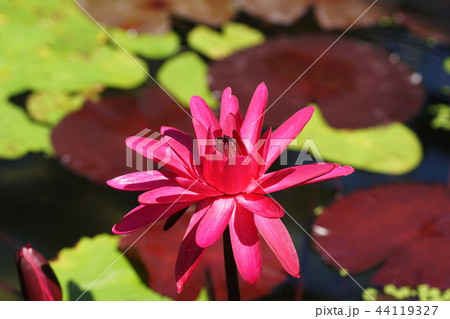 アカバナスイレン Nymphaea rubra 44119327