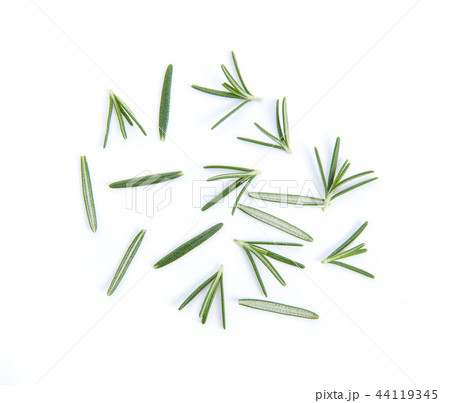 Rosemary isolated on white background Rosemary isolated on white background 44119345