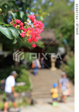 真っ赤なサルスベリの花と深大寺山門 真っ赤なサルスベリの花と深大寺山門 44119449