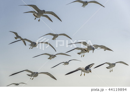 仁川 インチョン 木 44119894