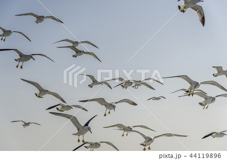 仁川 インチョン 木 44119896