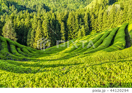 自然 緑茶 木 44120294