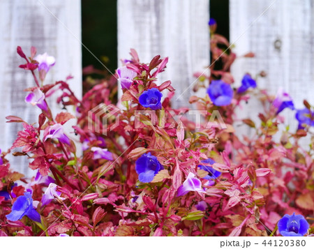 赤と紫の寄せ植え~白い板壁 赤と紫の寄せ植え~白い板壁 44120380