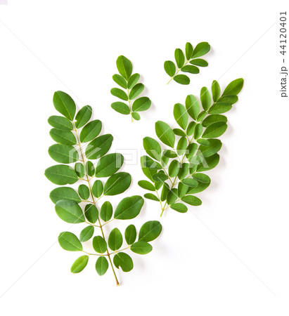 Moringa leaves have medicinal properties. top view 44120401