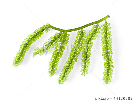 Sea grapes ( green caviar ) seaweed Sea grapes ( green caviar ) seaweed 44120585