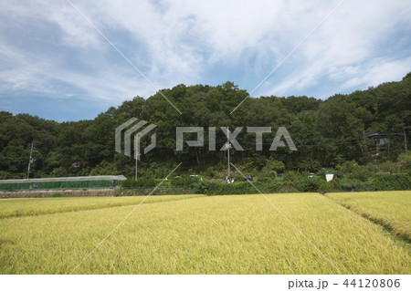 収穫を迎えた横浜寺家ふるさと村 44120806