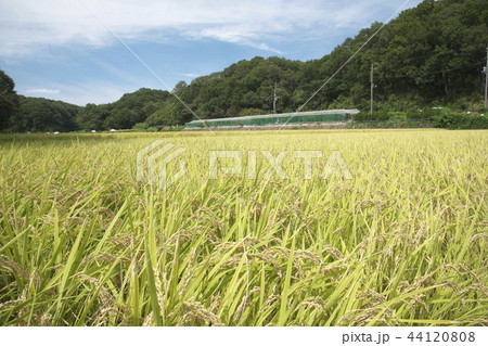 収穫を迎えた横浜寺家ふるさと村 44120808