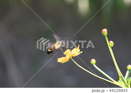 ホバリングしながらキバナコスモスの蜜を吸うオオスカシバ ホバリングしながらキバナコスモスの蜜を吸うオオスカシバ 44120835