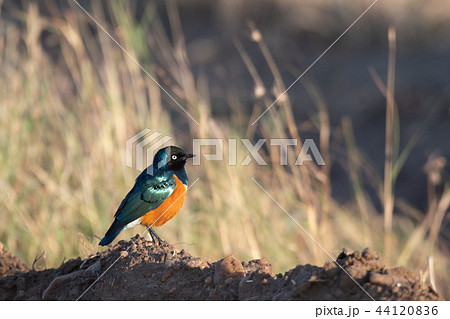 ツキノワテリムク　マサイマラ 44120836