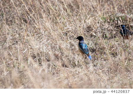 ツキノワテリムク マサイマラ ツキノワテリムク マサイマラ 44120837