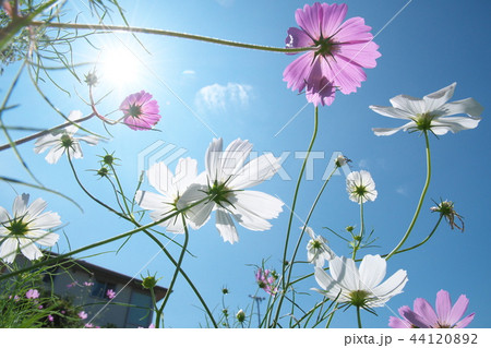 平瀬川の川辺に咲くコスモス 44120892