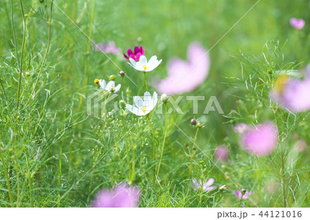 平瀬川の川辺に咲くコスモス 44121016