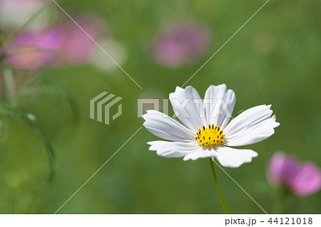 平瀬川の川辺に咲くコスモス 44121018