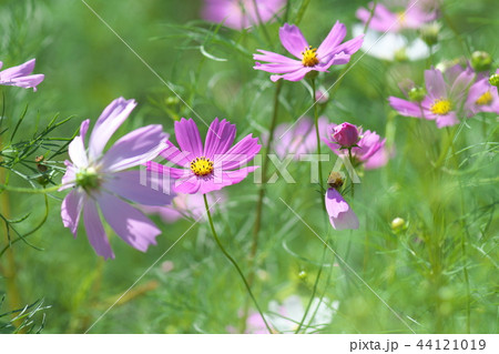 平瀬川の川辺に咲くコスモス 44121019