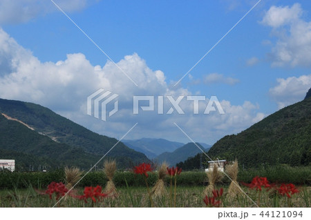 彼岸花咲く里山 彼岸花咲く里山 44121094