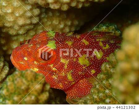 カスリフサカサゴ　顔　アップ　水中写真　海中写真 44121302