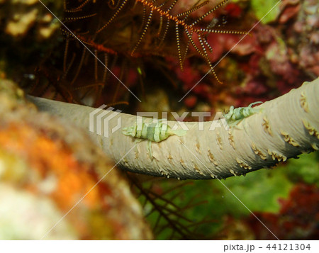 ムチカラマツエビのペア 2匹 水中写真 海中写真 ムチカラマツエビのペア 2匹 水中写真 海中写真 44121304