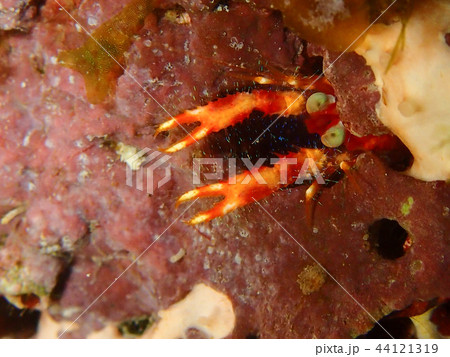 アナモリチュウコシオリエビ 顔 アップ ロボコン 水中写真 海中写真 アナモリチュウコシオリエビ 顔 アップ ロボコン 水中写真 海中写真 44121319